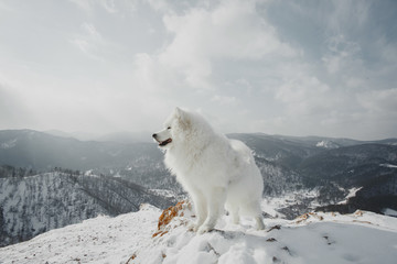 Beautiful white Samoyed dog in outdoor