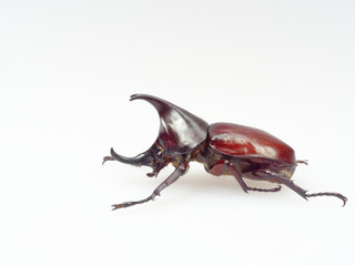 Fighting or rhinoceros beetle isolated on white background