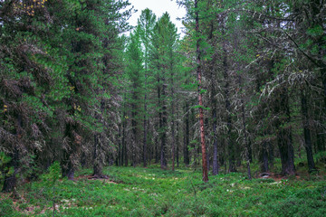 Taiga, forest in Russia at summer season, coniferous trees covered with moss © SergeyCash