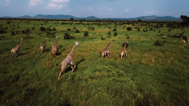 AERIAL: Giraffes in Tanzania safari Mikumi