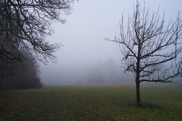 Obraz na płótnie Canvas Feld im Nebel