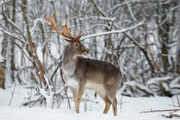 Naklejka na ściany i meble Adult Fallow Deer Buck Close Up. Majestic Powerful Fallow Deer, Dama dama, in Winter Forest.Wildlife Scene With Deer Stag. Male Of Fallow Deer ( Daniel ) With Grate Antlers Standing On The Snow.