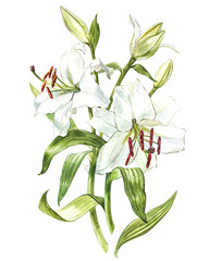 Watercolor set of white lilies, hand drawn botanical illustration of flowers isolated on a white background.