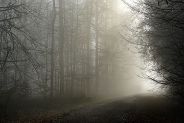 Nebel im Wald