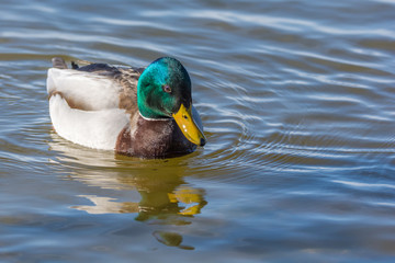 Erpel der Stockente schwimmt auf einem See
