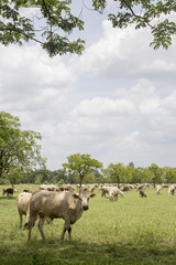 Herd of cows in the meadow