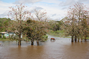 Horse Amazonas BR