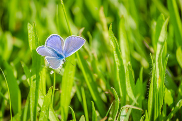 Butterfly, Common blue (Polyommatus icarus)