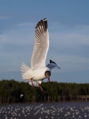 Fototapeta na wymiar Seagulls in mangrove forest reserve bangpoo Thailand