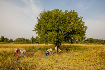 a group of farmers harvest rice by hand, in northeastern Thailand, during the harvest season