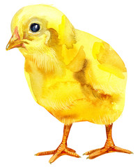 Watercolor illustration of yellow chicken