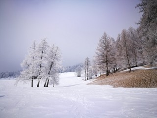 Winterliche Lärchenwald