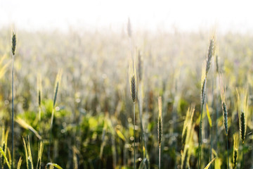 Photo nature. Landscape.