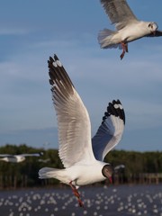 Seagulls in mangrove forest reserve bangpoo Thailand