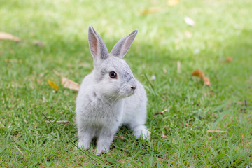 Little gray bunny rabbit sitting on green grass looking at the camera