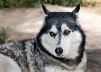 Siberian Husky dog closeup with cute facial expression looking away