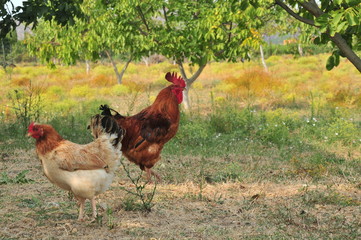 Domestic chickens and rooster in the aviary