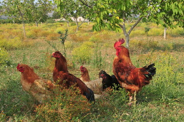 Domestic chickens and rooster in the aviary
