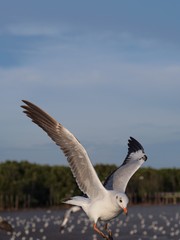 Seagulls in mangrove forest reserve bangpoo Thailand