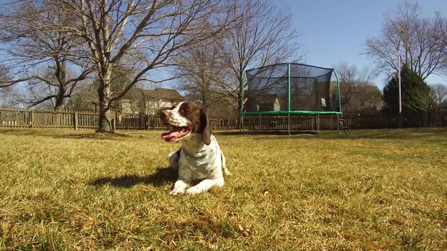 Brittany Spaniel Dog Yawns in Yard