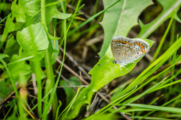 Butterfly, Common blue (Polyommatus icarus)