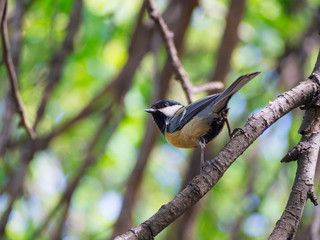 Yellow tit big guy 1