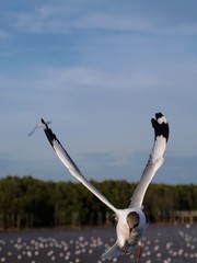 Seagulls in mangrove forest reserve bangpoo Thailand