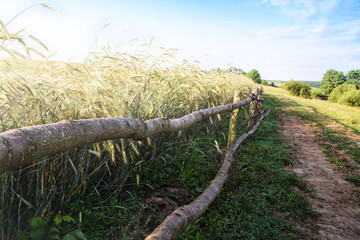 Fototapeta premium Photo nature. Landscape.