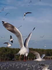 Seagulls in mangrove forest reserve bangpoo Thailand