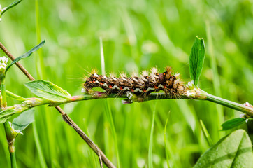 Caterpillars in their natural environment - close up
