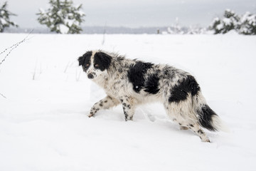 sheep sog at snow