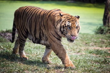 Fototapeta na wymiar Dangerous hungry Royal bengal tiger