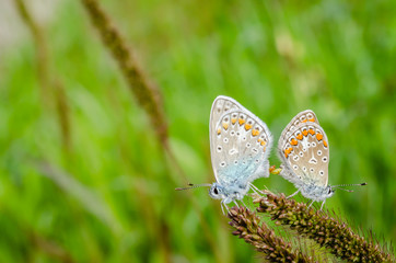 Butterfly, Common blue (Polyommatus icarus)