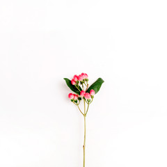 Hypericum flower branch on white background. Flat lay, top view minimal floral composition.