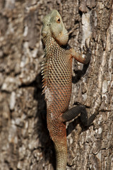 Iguana on a tree in Yala National Park, Sri Lanka