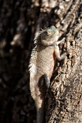 Iguana on a tree in Yala National Park, Sri Lanka