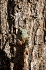 Iguana on a tree in Yala National Park, Sri Lanka