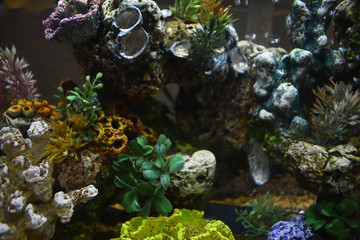 Obraz na płótnie Canvas Fish Tank in my Dorm Room