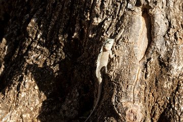 Iguana on a tree in Yala National Park, Sri Lanka