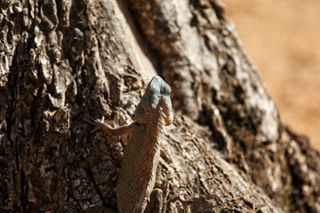 Iguana on a tree in Yala National Park, Sri Lanka