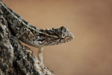 Iguana on a tree in Yala National Park, Sri Lanka
