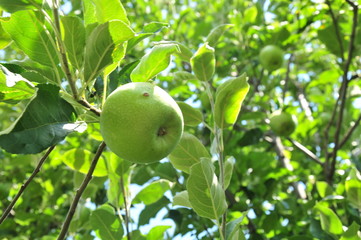 Green apple growing on tree