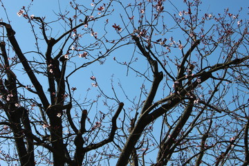 Primavera a chegar