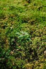 background green moss