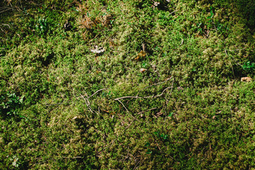 wall with greenery