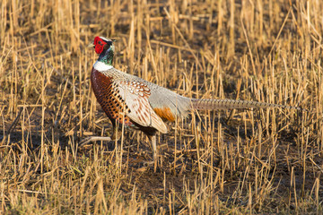 Pheasant