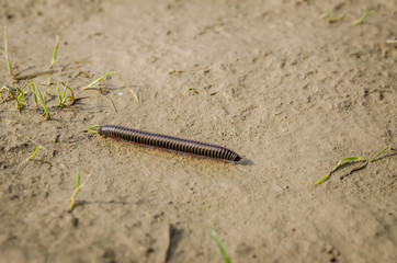 Centipede crawling diagonally