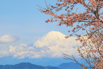 Sakura cherry blossom with background of mount Fuji landscape at Shizuoka prefecture, Japan