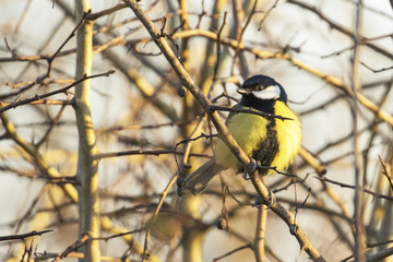 Great Tit