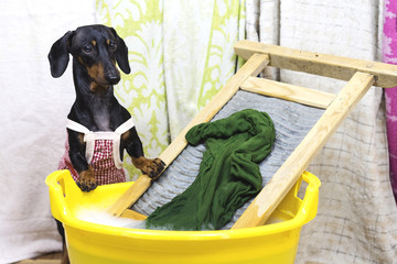 cute dachshund dog, black and tan, in a red apron, washing clothes on an old Russian washboard in a...